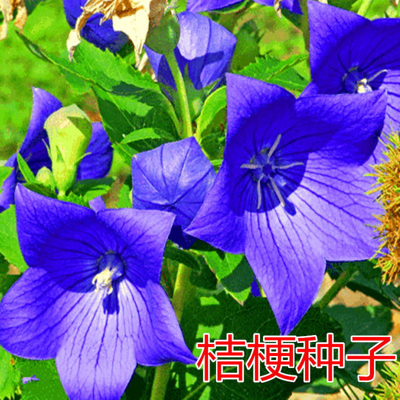 桔梗种子包袱花铃铛花僧帽花 桔梗籽 药材 大桔梗种籽 新籽包邮图片