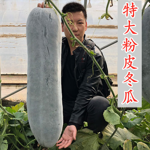特大粉皮冬瓜种子蔬菜种籽