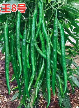 线椒种子辣椒苗深绿色黑线椒长辣椒种籽尖椒杭椒四季蔬菜线王8号