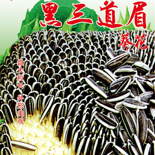 白三道眉黑三道眉种籽葵花种籽