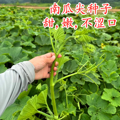 南瓜尖种子养生倭瓜尖种籽南瓜藤叶番瓜尖南瓜头特色四季蔬菜包邮