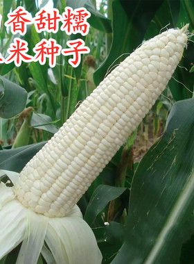 白色甜糯玉米种子银香甜糯玉米种籽水果玉米甜粘糯高产抗病包邮