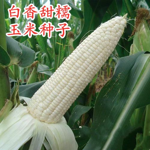 白色甜糯银香糯玉米种子