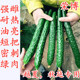 黄瓜种子嫁接黄瓜苗强雌耐热绿肉黄瓜种籽油亮翠绿四季 蔬菜荣博