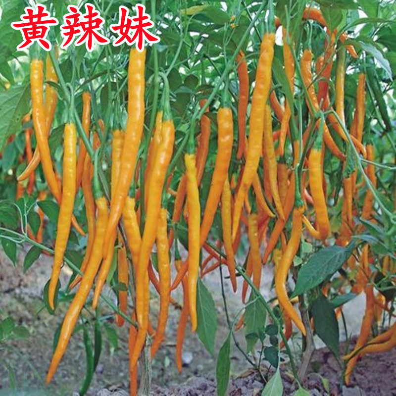 湖南黄辣妹辣椒种子特色黄线椒籽辣妹子特色蔬菜四季良种高产包邮,农用物资,蔬菜种子/种苗,淘宝优惠券,粉丝福利购,淘宝优惠卷