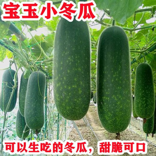 水果冬瓜种子脆甜小冬瓜种籽一串铃生吃四季蔬菜种子庭院阳台包邮