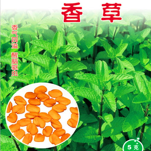 香草种子香叶种籽蔬菜香料香气四溢醒脑驱虫四季驱蚊庭院阳台包邮