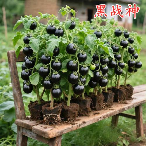 黑番茄特色种籽包邮战神西红柿苗