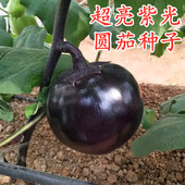 圆茄种子紫黑大圆茄种籽嫁接茄子苗蔬菜种子四季 种植高产超亮紫光