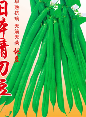 刀豆种子日本青刀豆种籽四季豆种子豆角蔬菜大面积种植蔬菜包邮