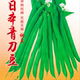 包邮 刀豆种子日本青刀豆种籽四季 豆种子豆角蔬菜大面积种植蔬菜
