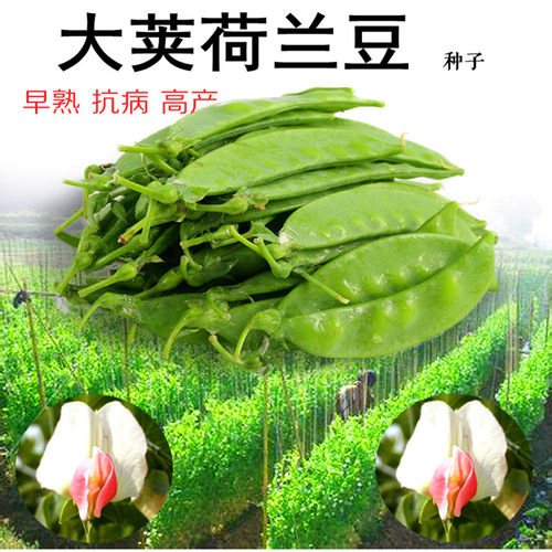 大荚荷兰豆种子甜豌豆种籽四季豆种芸豆扁豆四季蔬菜高产抗病包邮