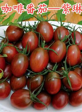 咖啡色紫黑色小番茄种子圣女果种籽特色四季蔬菜阳台庭院高产紫琳