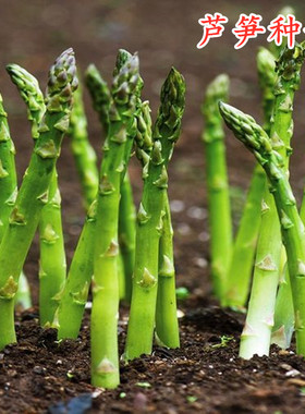 芦笋种籽特色蔬菜种子紫色芦笋种四季蔬菜种植高产多年收包邮