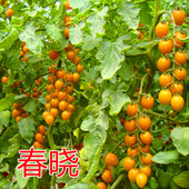 樱桃番茄种子黄色圣女果种子特色小番茄种子种苗蔬菜庭院四季 春晓
