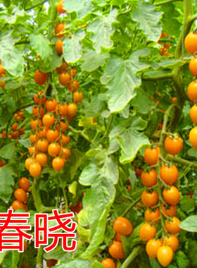 樱桃番茄种子黄色圣女果种子特色小番茄种子种苗蔬菜庭院四季春晓