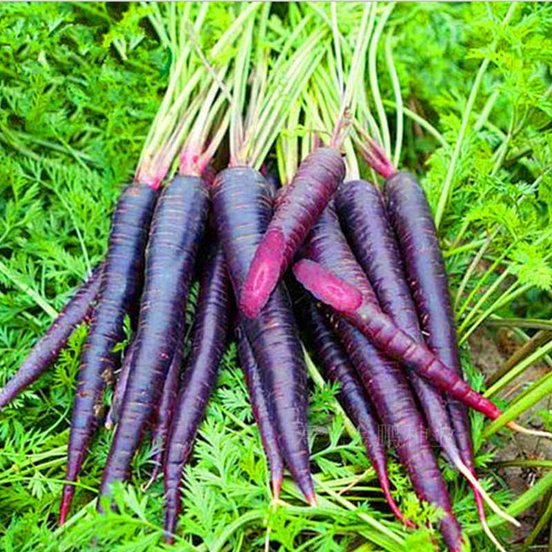 紫黑色胡萝卜种子胡萝卜种子特色胡萝卜种子荷兰BEJO艳紫