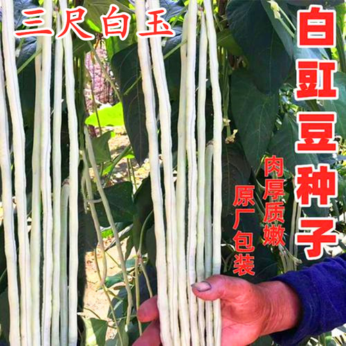 三尺白玉豇豆种籽四季蔬菜种籽
