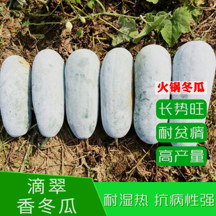 香冬瓜种子火锅冬瓜种籽小迷你冬瓜种子粉皮高产蔬菜种子包邮滴翠