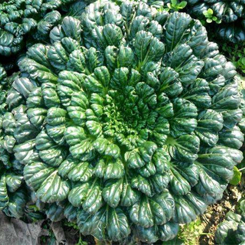 乌塌菜种籽种子菊花菜塔菜冬季四季蔬菜阳台庭院野菜种子青菜包邮