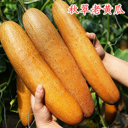 东北麻皮老黄瓜黄皮黄瓜种子