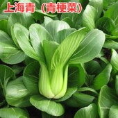 上海青苏州青种子矮脚青梗菜种籽小油菜叶菜盆栽蔬菜高产四季 包邮
