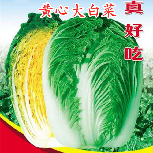 秋播高产好吃黄芯大白菜种子