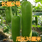 瓠瓜种籽 瓠子瓜种籽护子蒲瓜瓠子短瓠长瓠耐寒耐热高产庭院四季