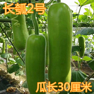 瓠瓜种籽 瓠子瓜种籽护子蒲瓜瓠子短瓠长瓠耐寒耐热高产庭院四季