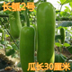 瓠瓜种籽 瓠子瓜种籽护子蒲瓜瓠子短瓠长瓠耐寒耐热高产庭院四季