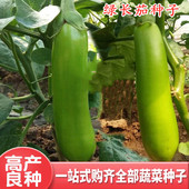 包邮 绿长茄子种子茄子种籽水果茄四季 蔬菜种嫁接茄子苗盆栽阳台