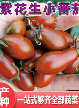 紫花生番茄种子小樱桃西红柿种籽紫黑色甜度高口感好产量高包邮