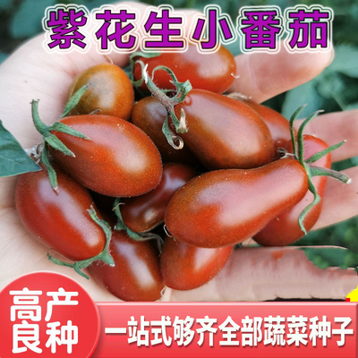 樱桃西红柿甜度高口包邮番茄种子