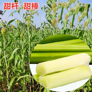 甜杆种子甜棒种籽北方甘蔗种子四季蔬菜水果种子含糖量高包邮高产