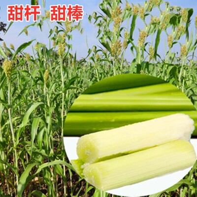 甜杆种子甜棒种籽北方甘蔗种子四季蔬菜水果种子含糖量高包邮高产