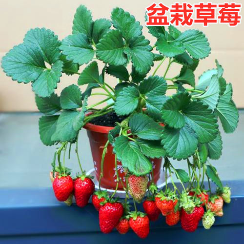 盆栽奶油草莓种子 白香莓种籽 四季种阳台室内种植蔬菜种子包邮