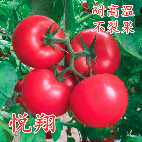 西红柿种子高产番茄种籽抗病耐热大果不裂好吃四季蔬菜秧苗子悦翔