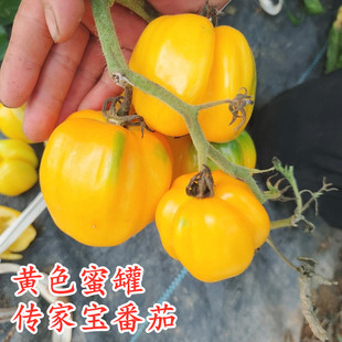 传家宝可留种黄蜜罐多汁口感番茄种子圣女果西红柿蔬菜种籽种苗