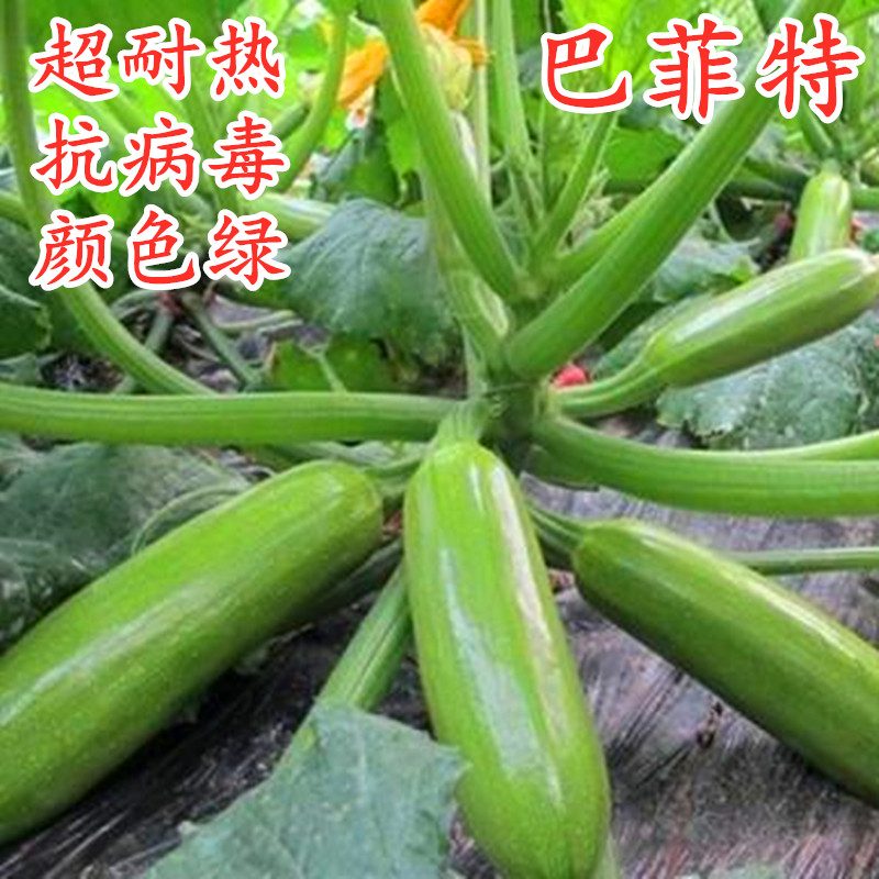 西葫芦种子角瓜茭瓜绞瓜种籽耐热油亮翠绿四季蔬菜阳台庭院巴菲特