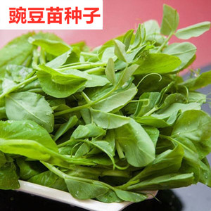 豌豆苗种子 碗豆尖种籽 豌豆种籽龙须菜蔬菜阳台芽苗菜豆芽菜包邮