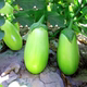 绿罐茄子种子绿茄种籽绿皮绿肉灯泡牛心茄嫁接茄子苗早熟高产 包邮