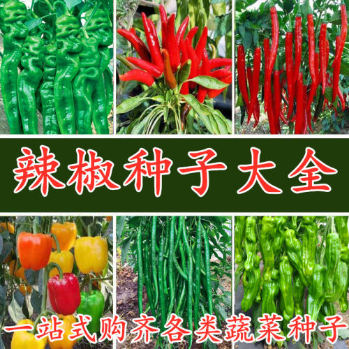 大全尖椒方椒小米椒包邮辣椒种子