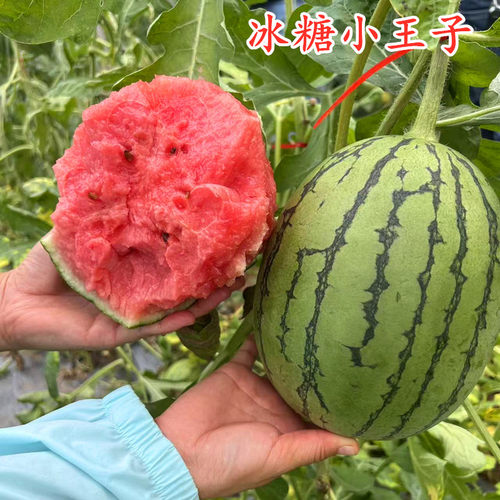 冰糖小王子礼品西瓜种子小西瓜2K西瓜耐裂皮薄脆甜四季瓜果蔬菜籽
