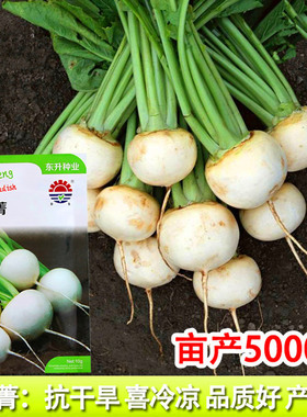 小芜菁种子白色樱桃萝卜种籽特色白色樱桃小萝卜四季蔬菜庭院阳台