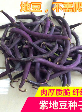 紫地豆种子无架豆种籽紫色豇豆肉厚纤维少无筋四季高产豆角包邮