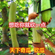 包邮 神奇砍瓜种子种苗随吃随砍 蔬菜种庭院 特色四季 巨型砍瓜种籽