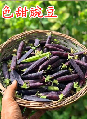 紫色甜豌豆种子可鲜食红花荷兰豆甜豌豆种籽脆嫩爽口硬荚吃豆蔬菜