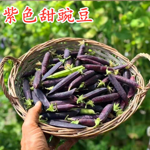 紫色甜豌豆种子可鲜食红花荷兰豆甜豌豆种籽脆嫩爽口硬荚吃豆蔬菜
