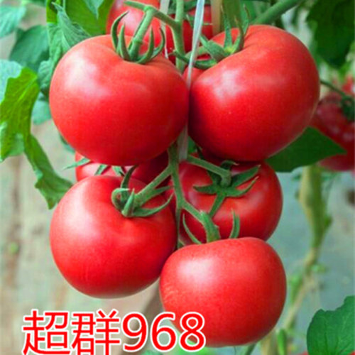 番茄种子西红柿秧苗子