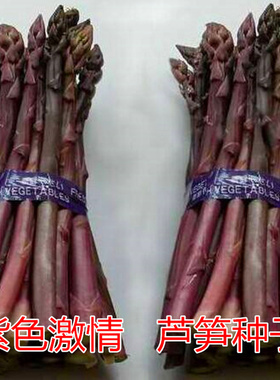紫色激情紫芦笋种子可生吃芦笋种子四季蔬菜种子多年收获高产芦笋